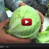 How to Pick a Hardy Cabbage