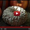 What is a Peanut Pumpkin
