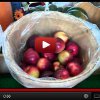 How to Pick the Best Apples for Apple Pie