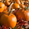 18 Perfect Pumpkin Recipes Plus Best Pumpkin Casserole
