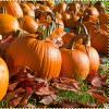 4 Things to Do With Pumpkins
