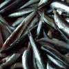 Aserezo de Anchoa Anchovy Dressing