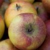 Chicken Casserole Recipes with Apples