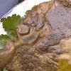 Baked Pork Chop Recipes