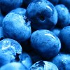 Blueberry Bluster