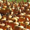 Abobora Refogada Brazilian Stewed Pumpkin