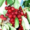 Bing Cherry Fritters
