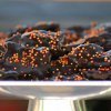 Trick or Treat Chocolate Covered Bacon