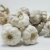 40 clove garlic chicken filice