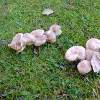 Baked Mushrooms