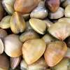 Ameijoas Portuguesas Portuguese Clams