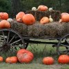 18 Perfect Pumpkin Recipes