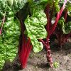 14 Phenomenal Rhubarb Recipes