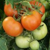 22 Tempting Tomato Recipes