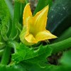 11 Simple Zucchini Casserole Recipes