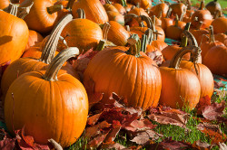 4 Things to Do with Pumpkins