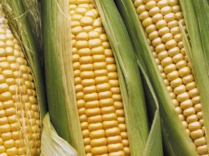 Sweet Buttermilk Corn Bread