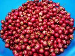 Holiday Cranberry Salad