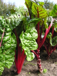  Its May! Wondering How to Prepare Rhubarb?