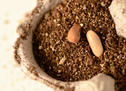 Egg Carton with Seedlings 