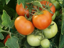 22 Tempting Tomato Recipes
